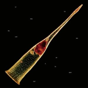 Melodies of Atonement (Red Vinyl)