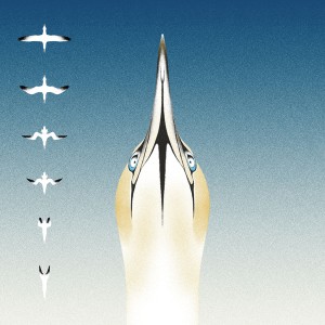 Sula Bassana (Blue Vinyl)