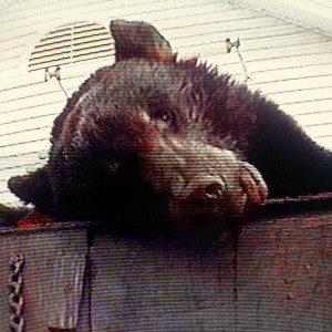 Violence (Burgundy Vinyl)